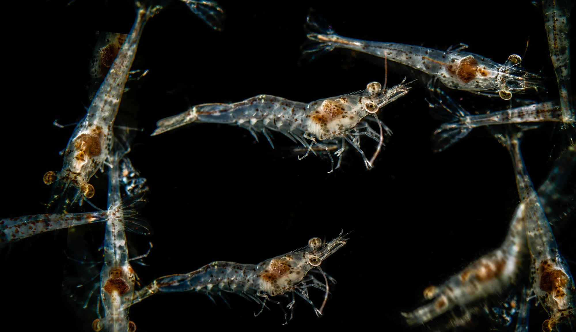 AquaSpin bilim ve teknoloji