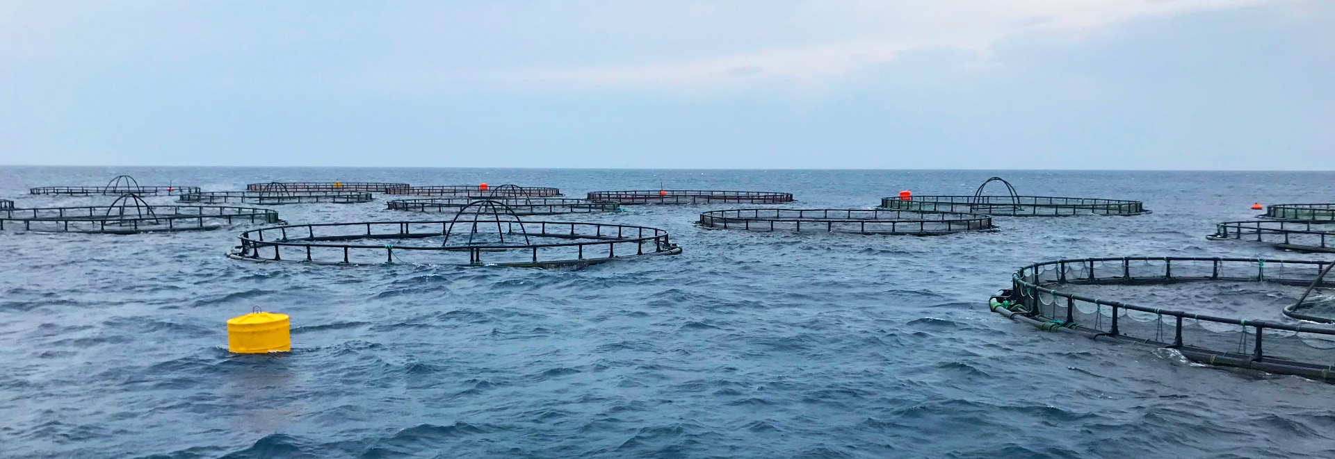 Su ürünleri danışmanlığı